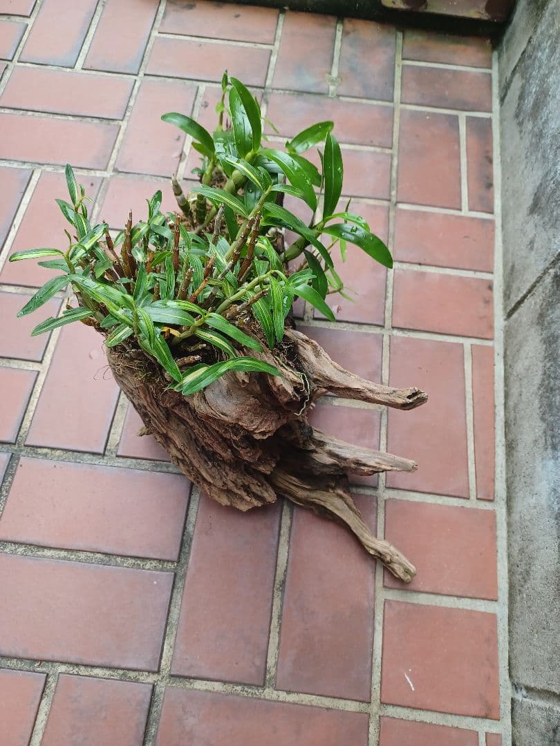 長生蘭・セッコク・デンドロビューム【流木付け】
