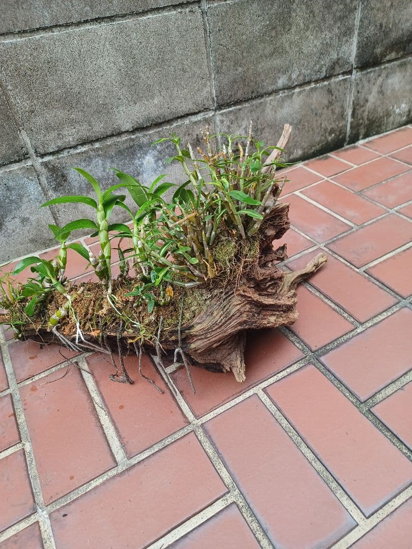 長生蘭・セッコク・デンドロビューム【流木付け】