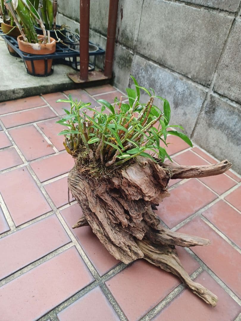 長生蘭・セッコク・デンドロビューム【流木付け】