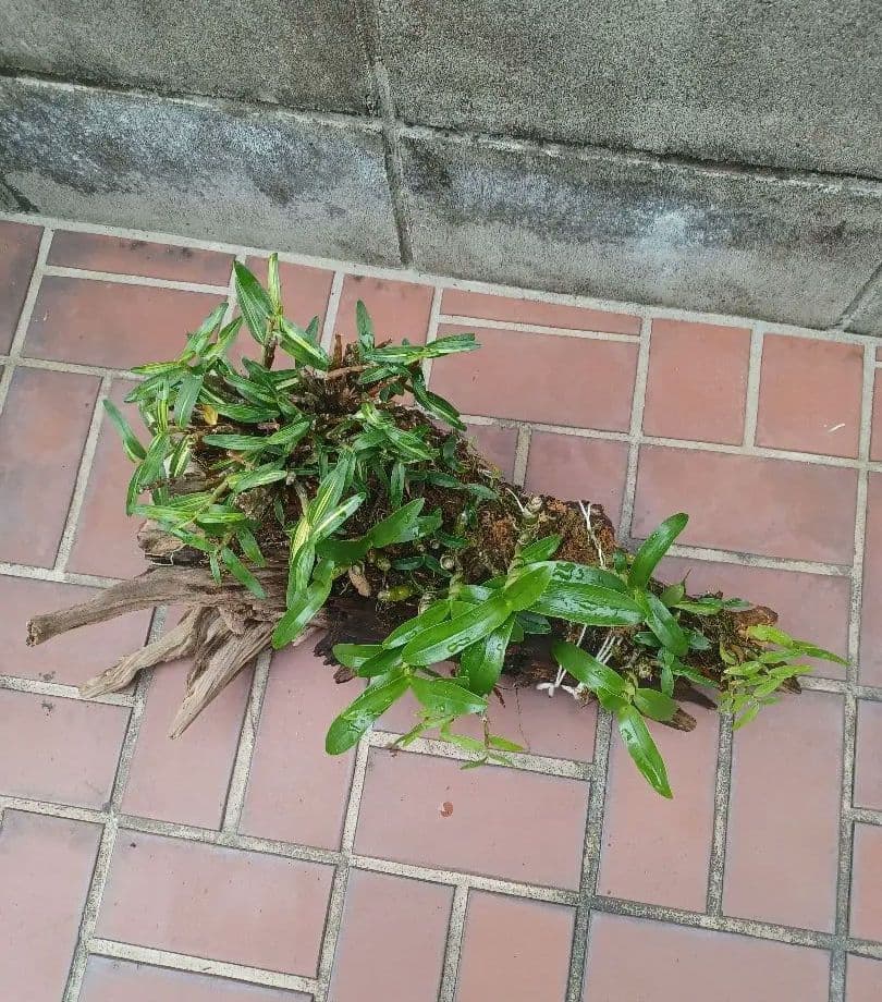 長生蘭・セッコク・デンドロビューム【流木付け】