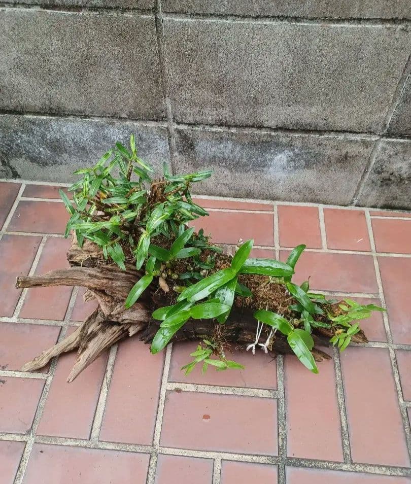 長生蘭・セッコク・デンドロビューム【流木付け】