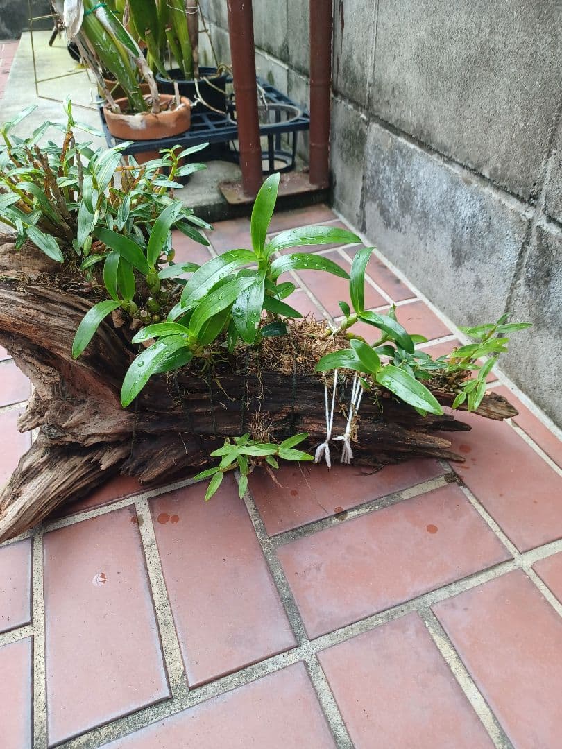 長生蘭・セッコク・デンドロビューム【流木付け】