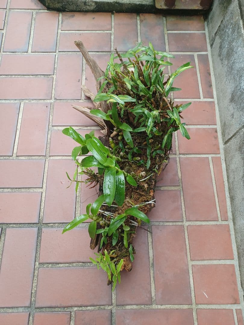 長生蘭・セッコク・デンドロビューム【流木付け】