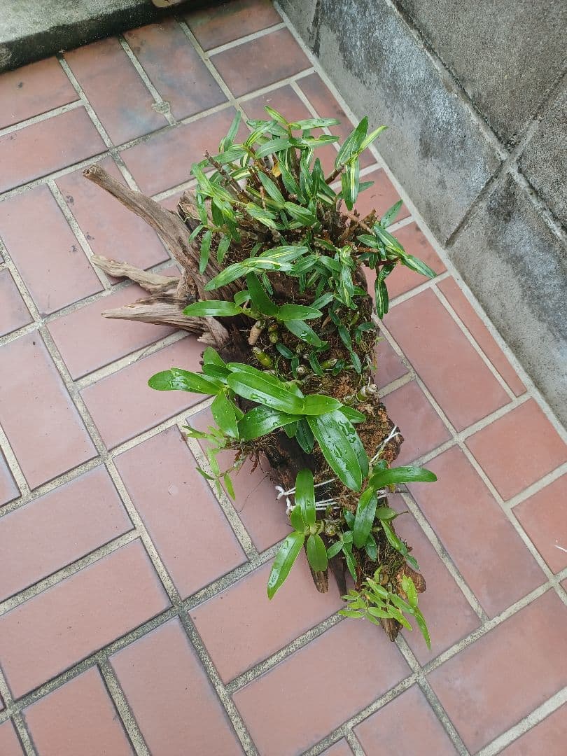 長生蘭・セッコク・デンドロビューム【流木付け】