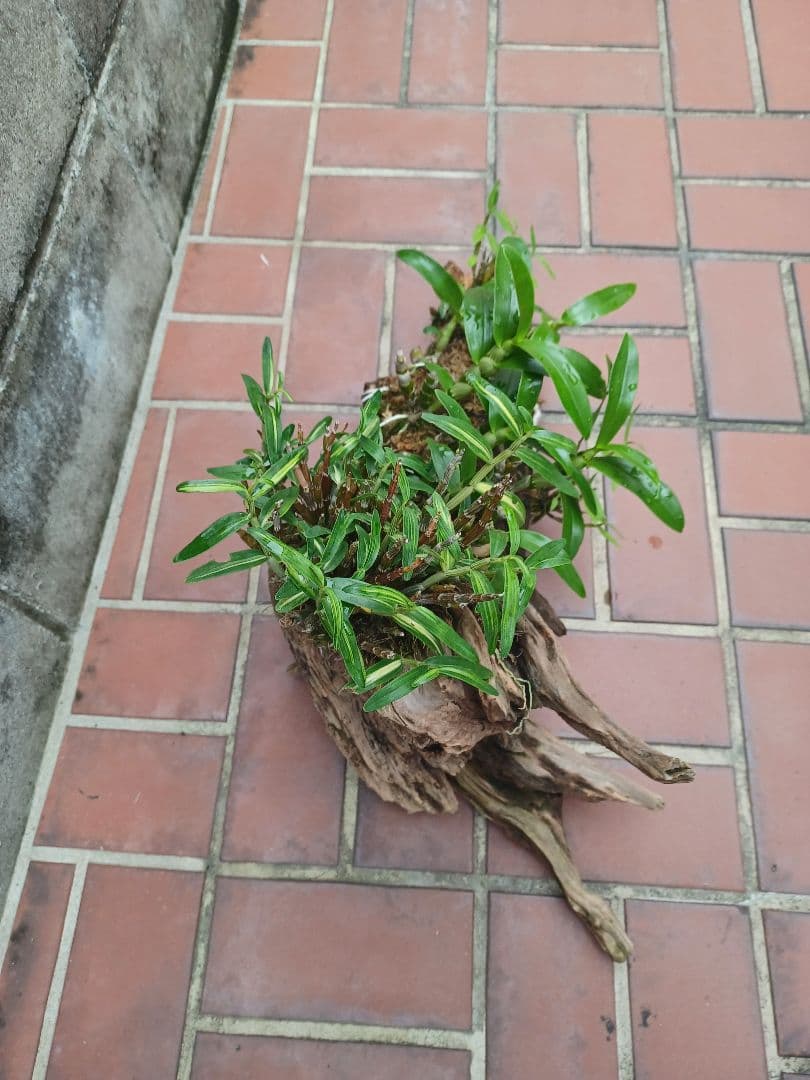 長生蘭・セッコク・デンドロビューム【流木付け】