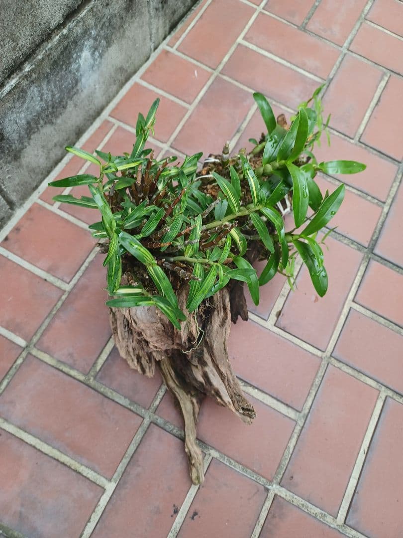 長生蘭・セッコク・デンドロビューム【流木付け】