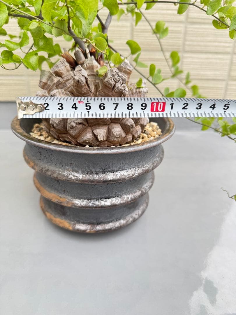 rawlifefactory ローライフファクトリー 長谷川亀甲竜