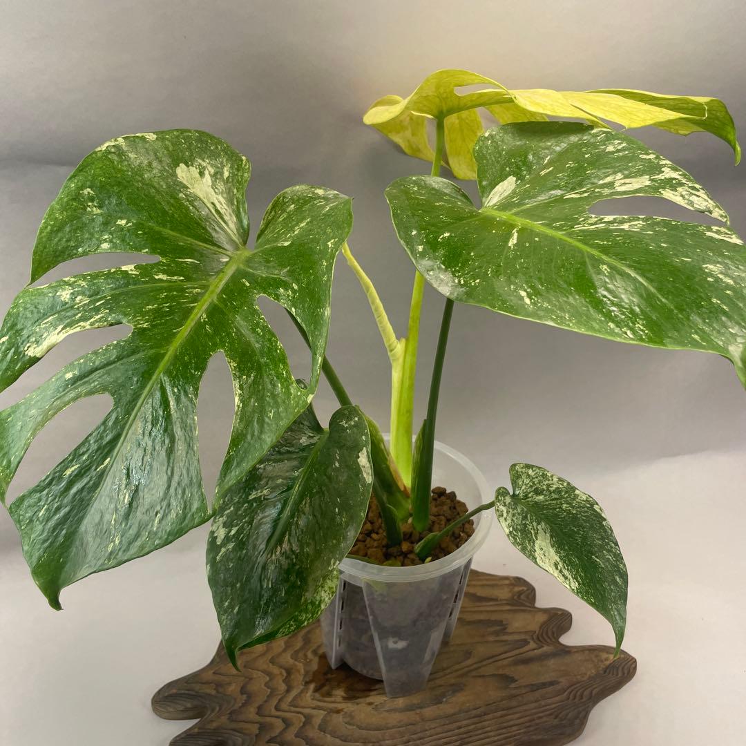 a105ホワイトモンスター 天津蘭 モンステラ斑入り - メルカリ