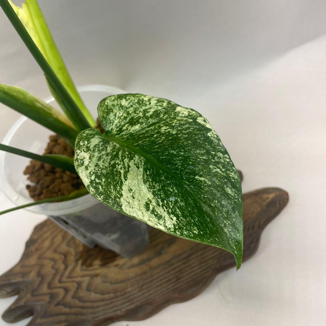 a105ホワイトモンスター 天津蘭 モンステラ斑入り - メルカリ