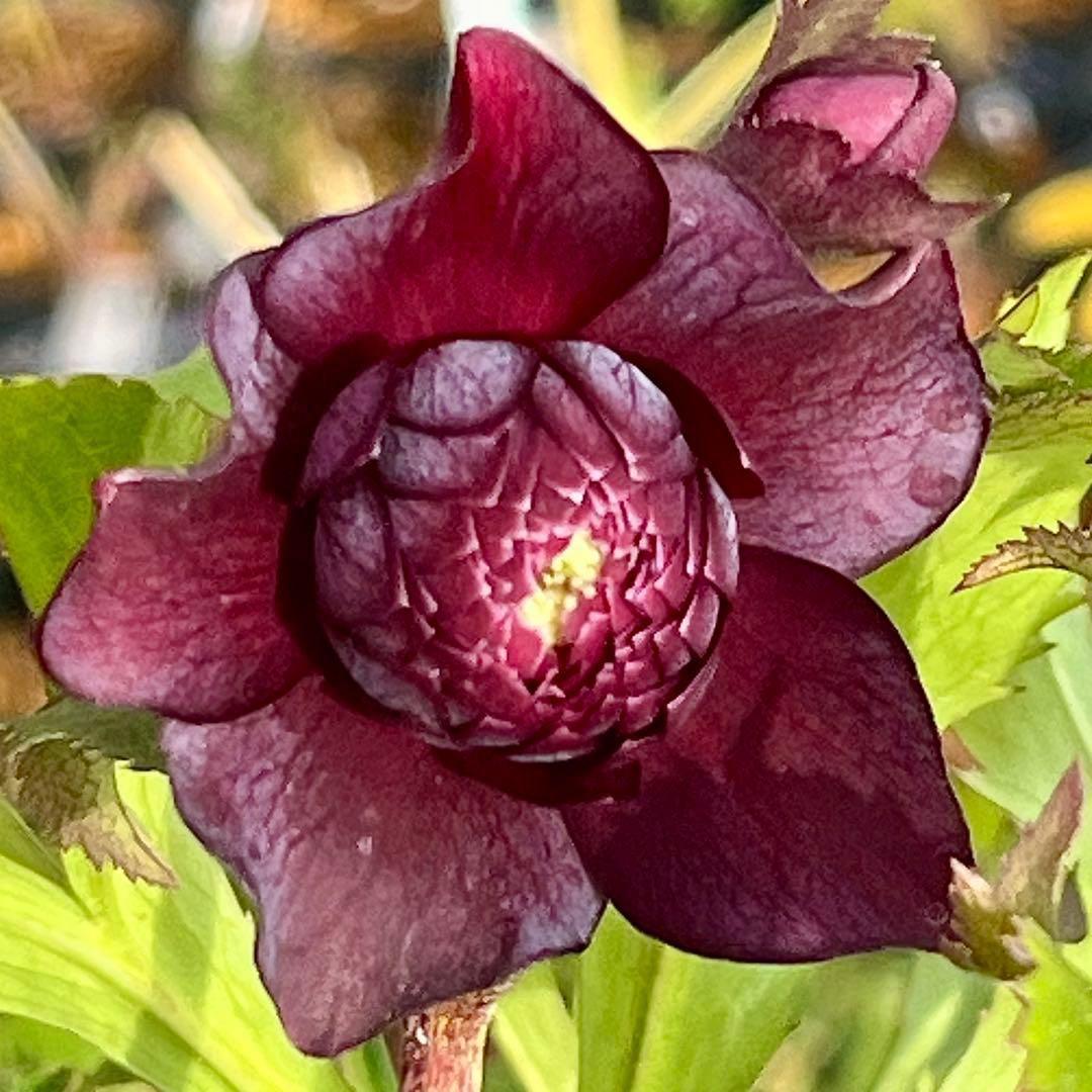 も*子様 ❤️根充実❤️逞しい新芽元気株❤️3207⭐️小輪⭐️スレート⭐️コン