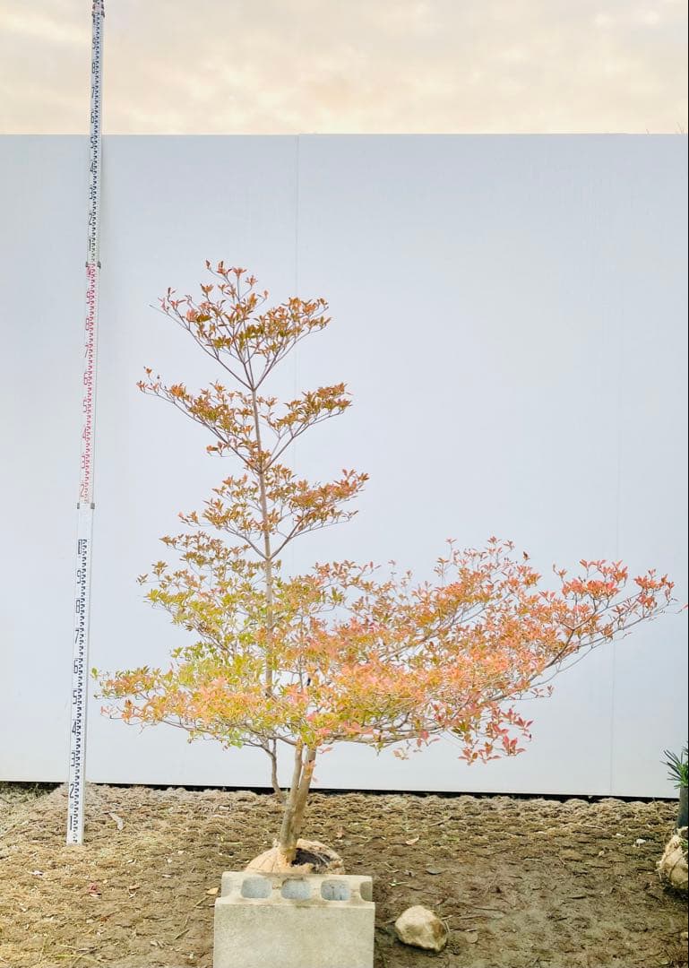 山採りドウダンツツジ　白花/817