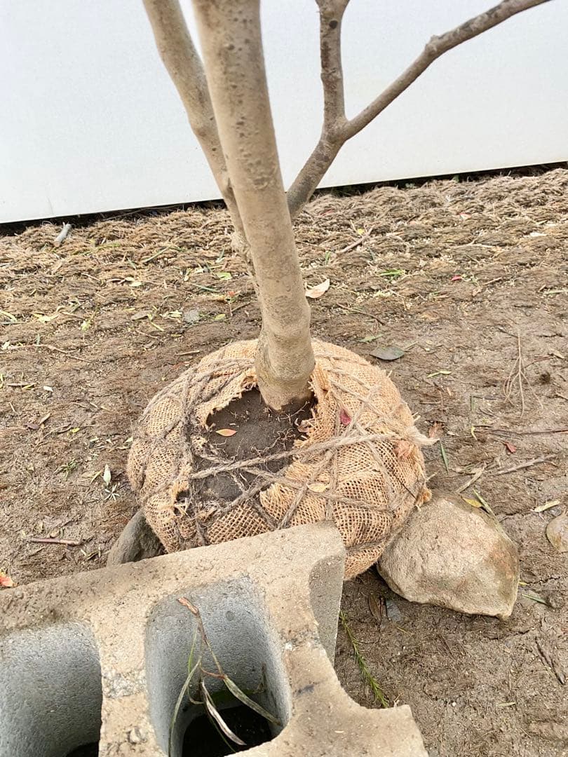 山採りドウダンツツジ　白花/817