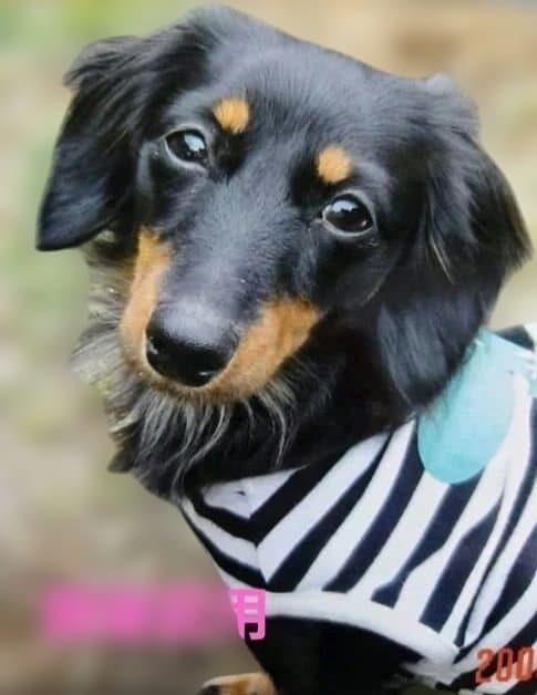 wako様専用です トールペイント作品 似顔絵