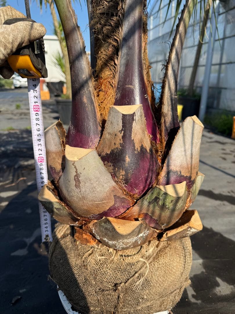 ココスヤシシルバーリーフ【極太】葉先180cm幹回り110cm 幹高30cm