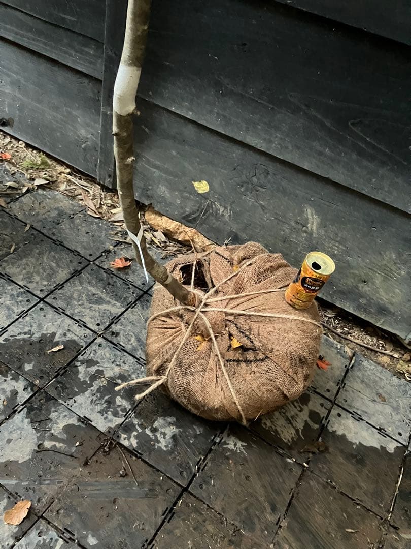 400 山採り　アオダモ