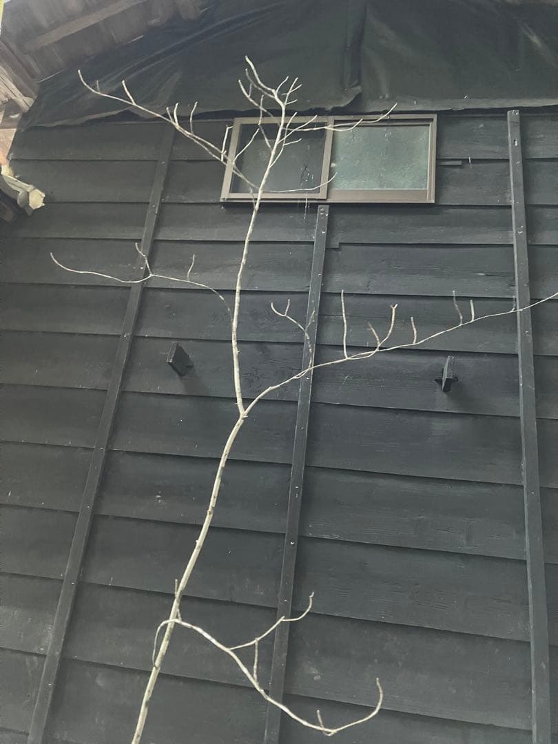 400 山採り　アオダモ