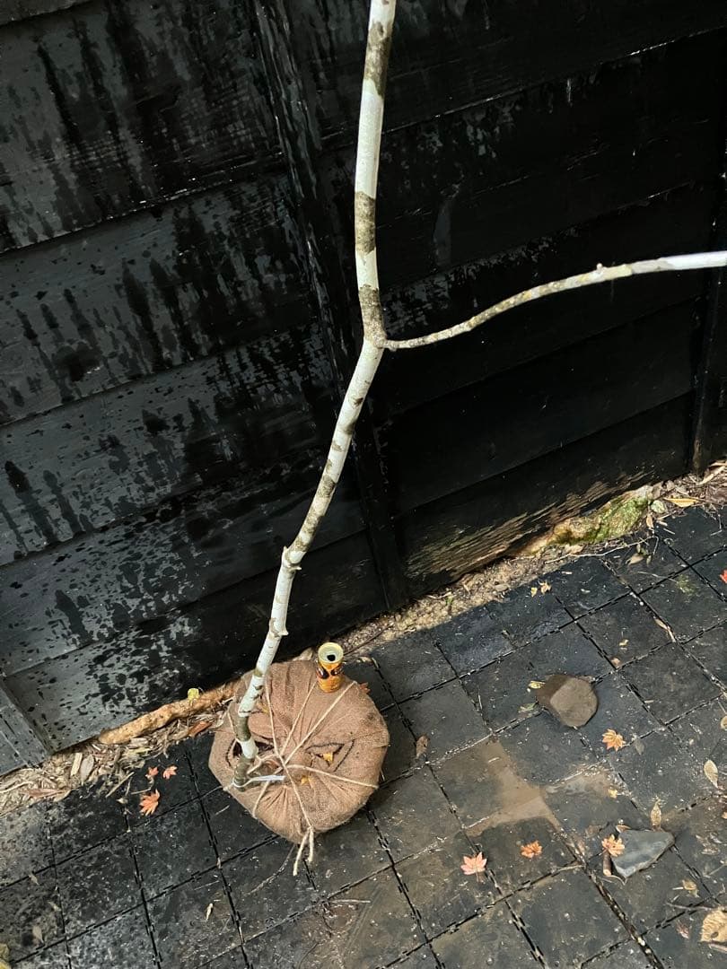 400 山採り　アオダモ