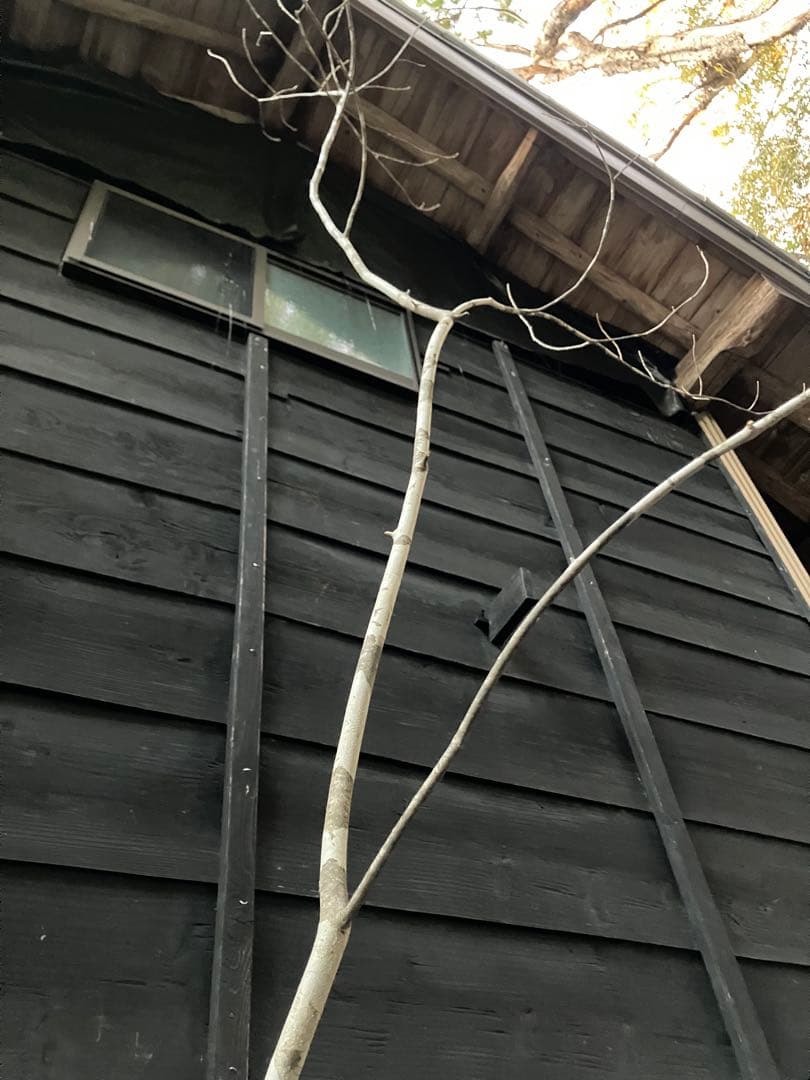 400 山採り　アオダモ