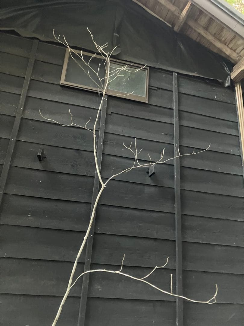 400 山採り　アオダモ