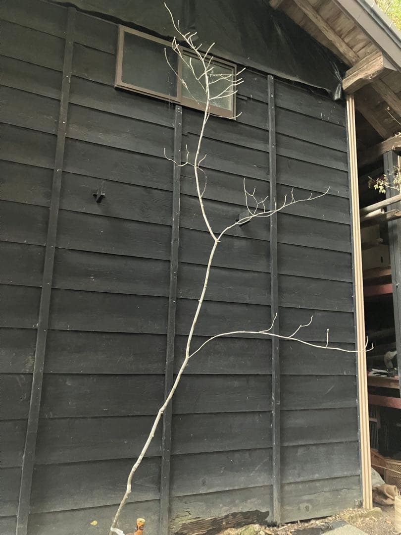 400 山採り　アオダモ