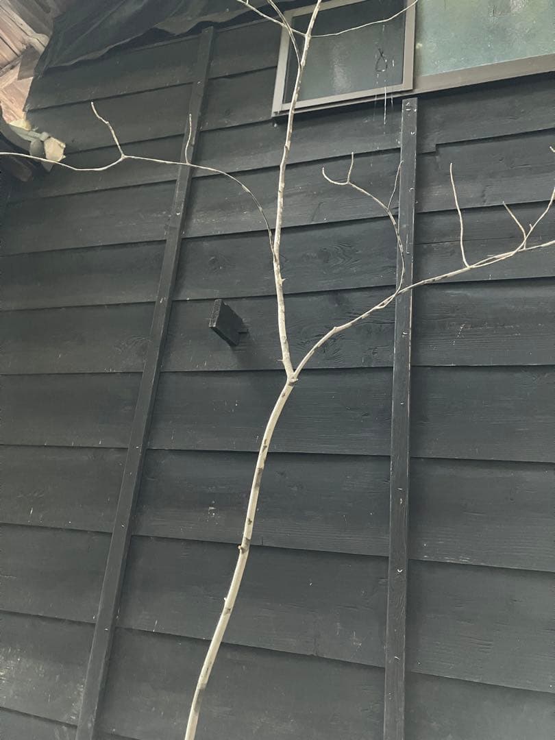 400 山採り　アオダモ