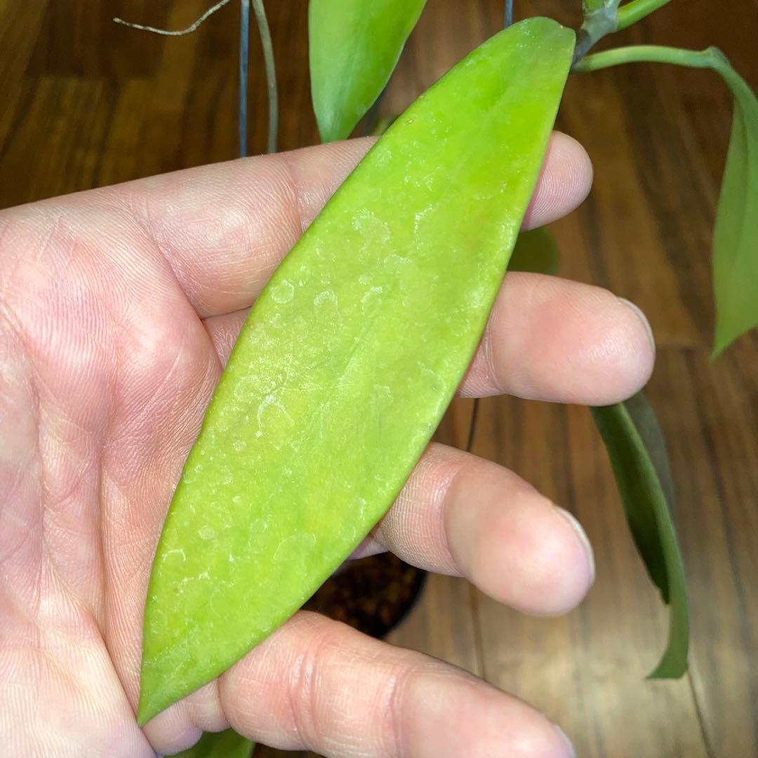 ホヤ プビカリクス ブラックドラゴン 【現品・タグ付鉢付・メルカリ便