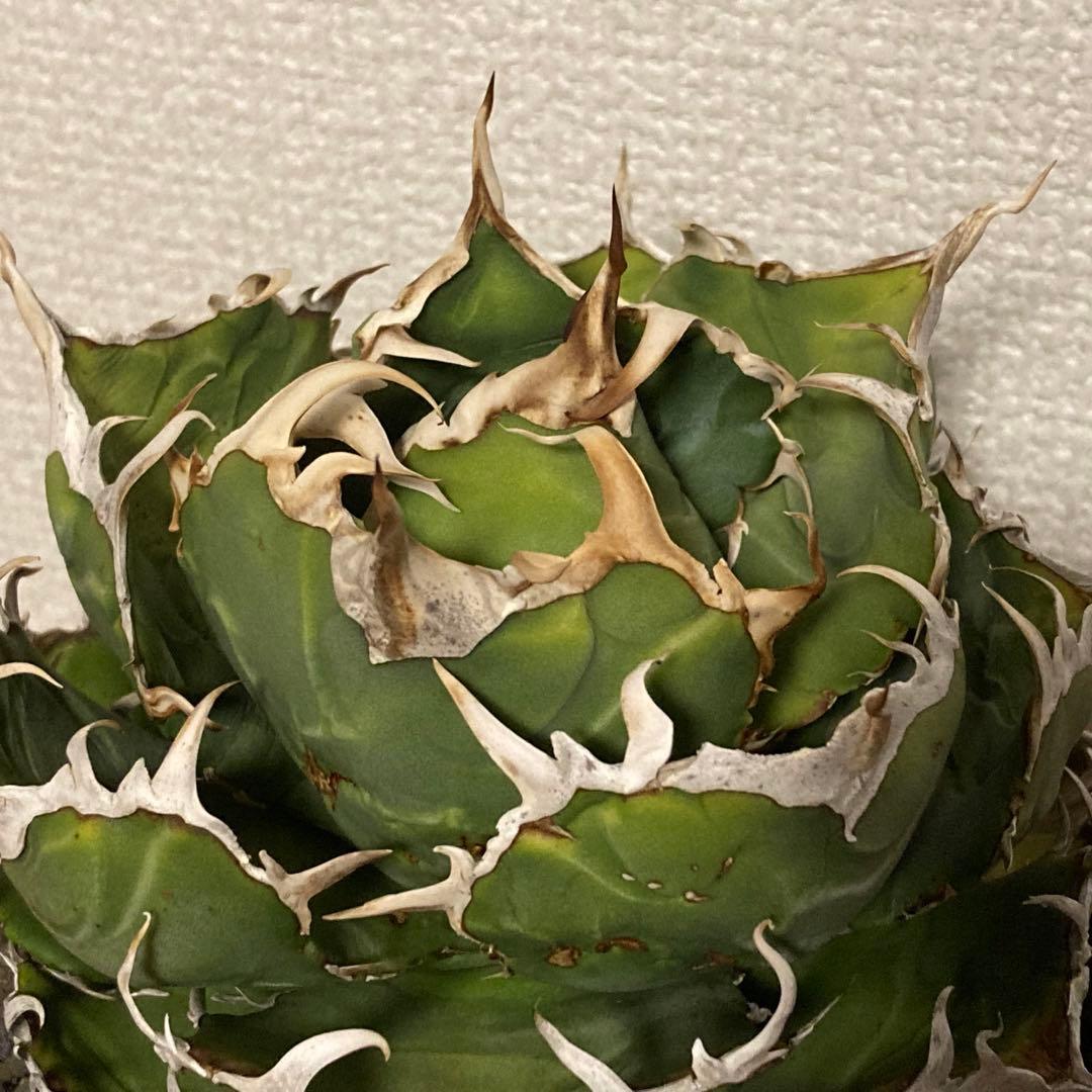 アガベ　チタノタ　白鯨　コレクション株