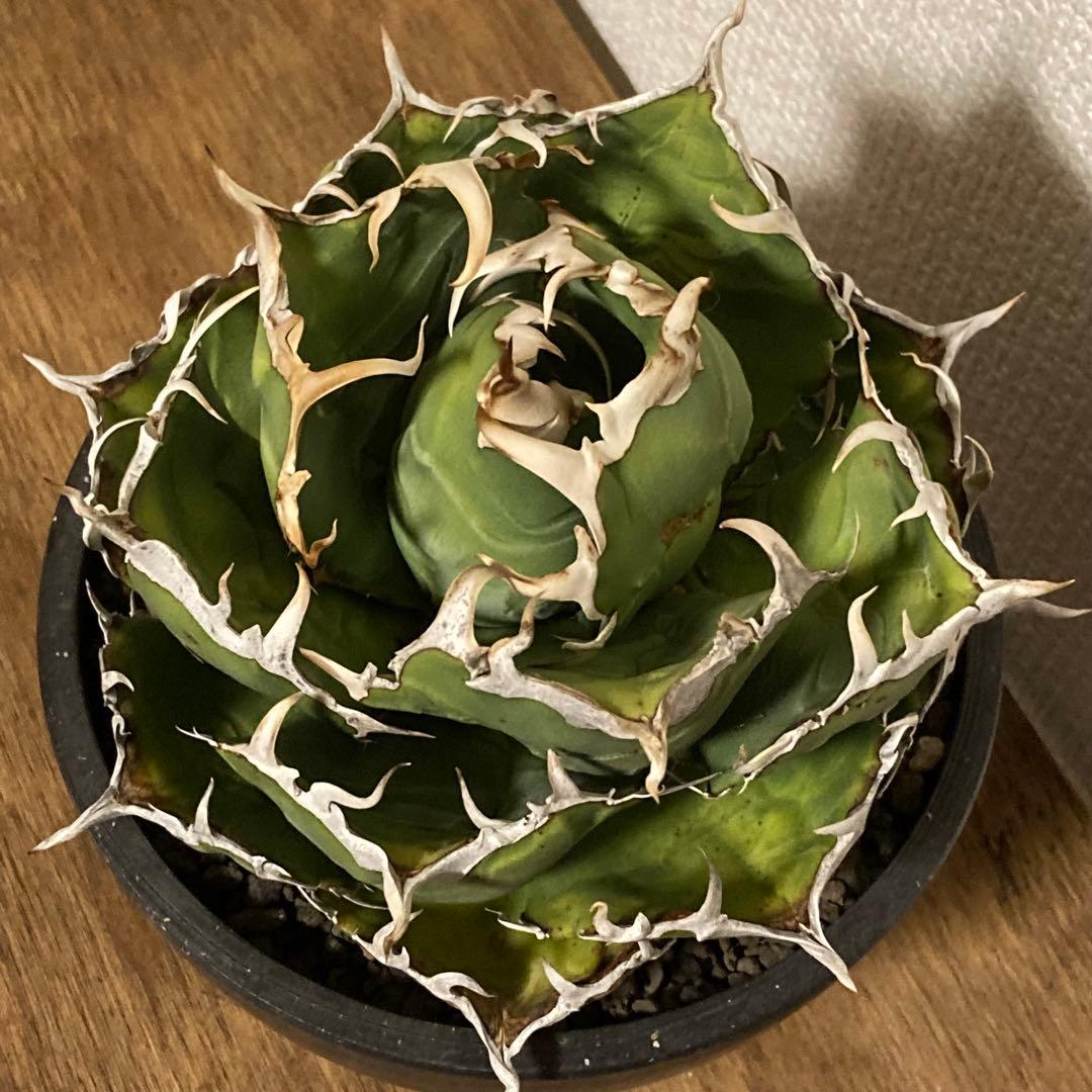 アガベ　チタノタ　白鯨　コレクション株