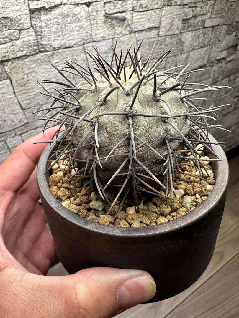 コピアポア コルムナアルバ 孤竜丸 現地球　陶器鉢セット　発根済み