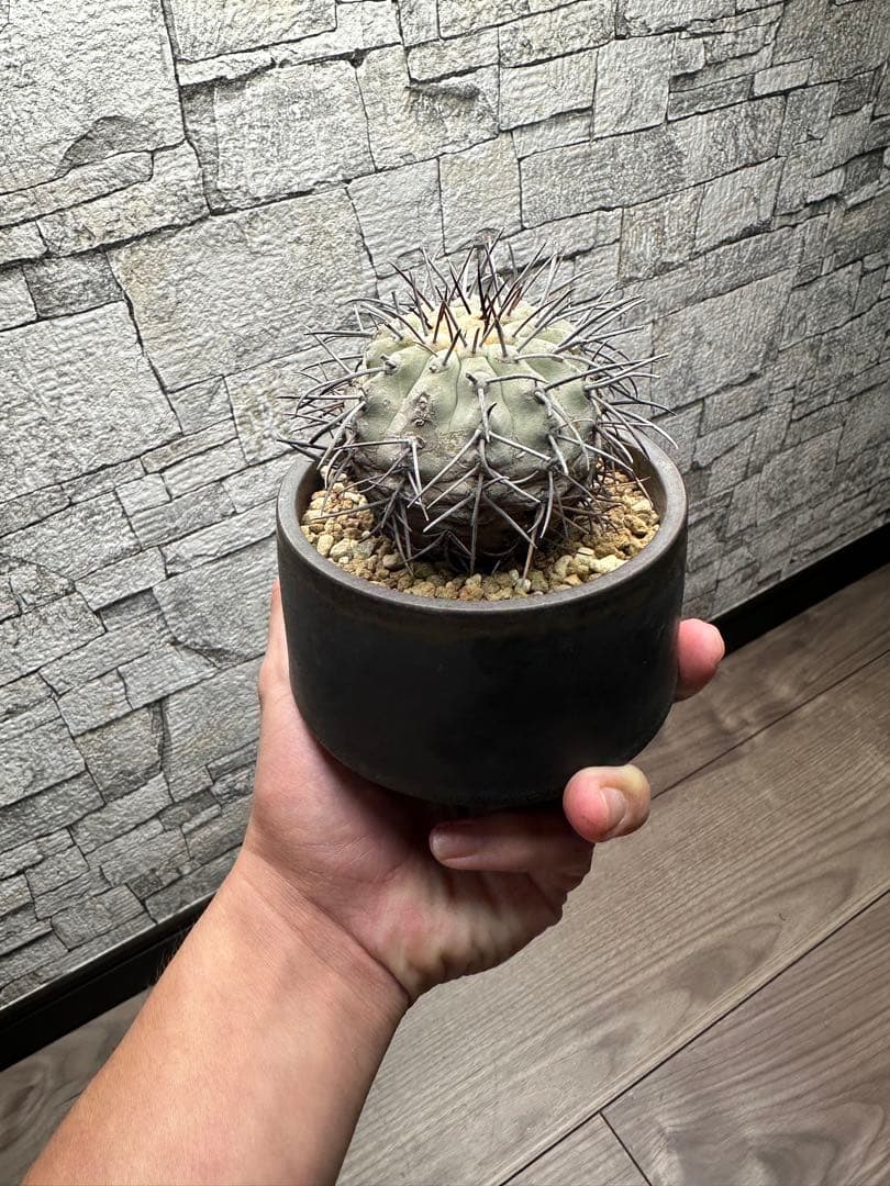 コピアポア コルムナアルバ 孤竜丸 現地球　陶器鉢セット　発根済み