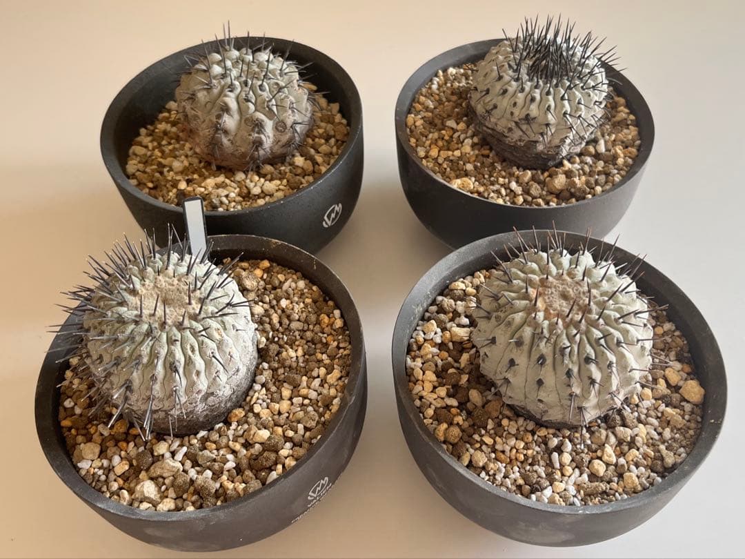 黒王丸　現地球　コピアポア　発根済 Copiapoa