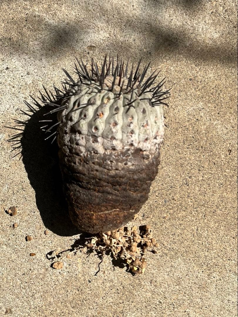 黒王丸　現地球　コピアポア　発根済 Copiapoa