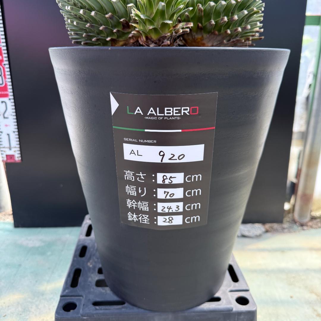 【AL920】ユッカ　ロストラータ　トリプルヘッド