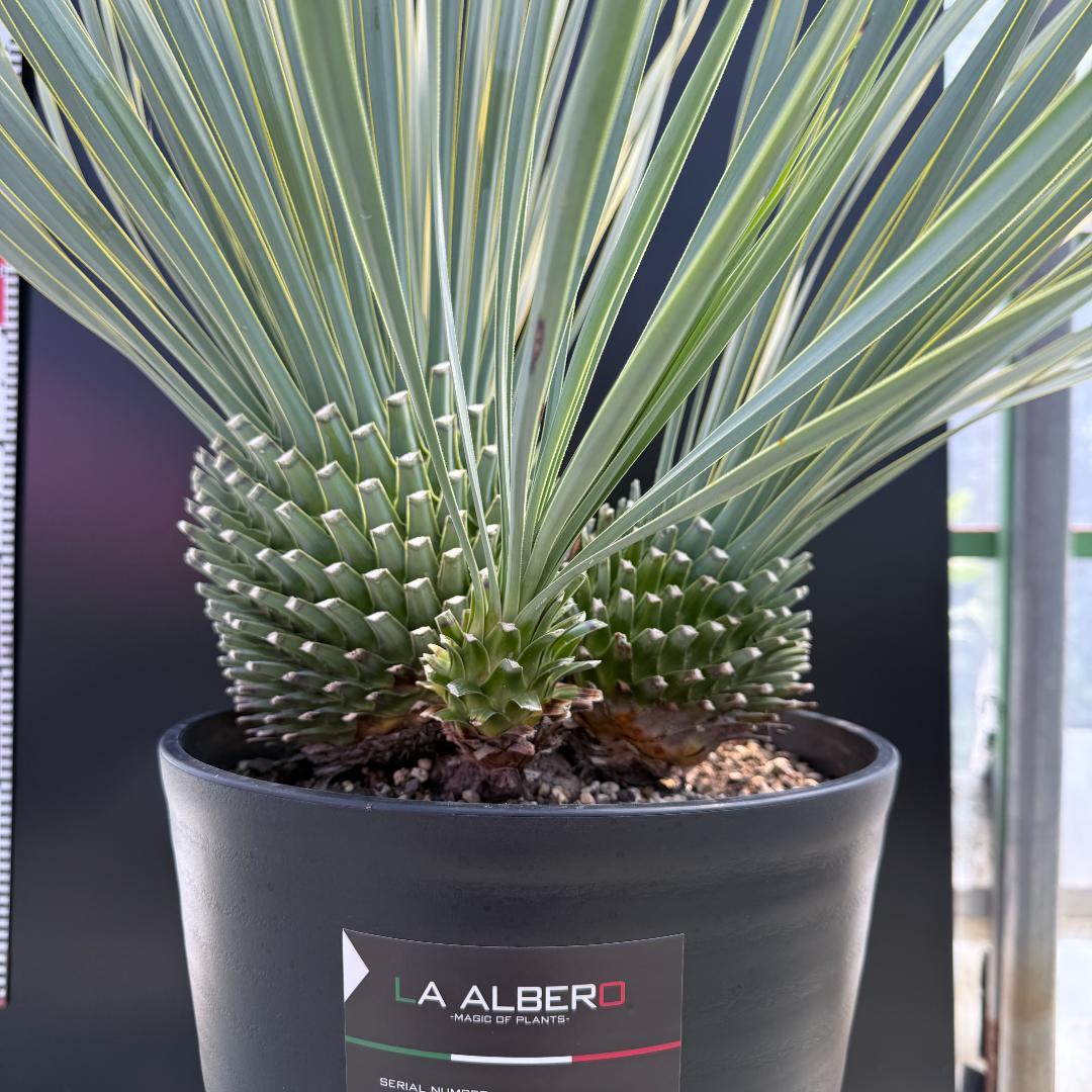 【AL920】ユッカ　ロストラータ　トリプルヘッド