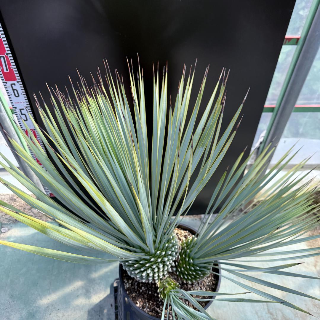 【AL920】ユッカ　ロストラータ　トリプルヘッド