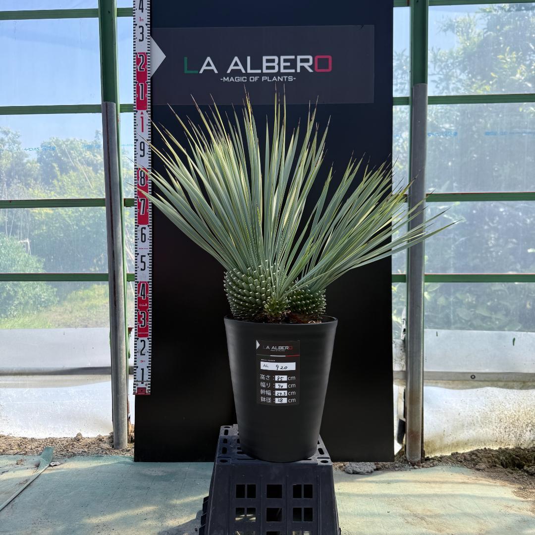 【AL920】ユッカ　ロストラータ　トリプルヘッド