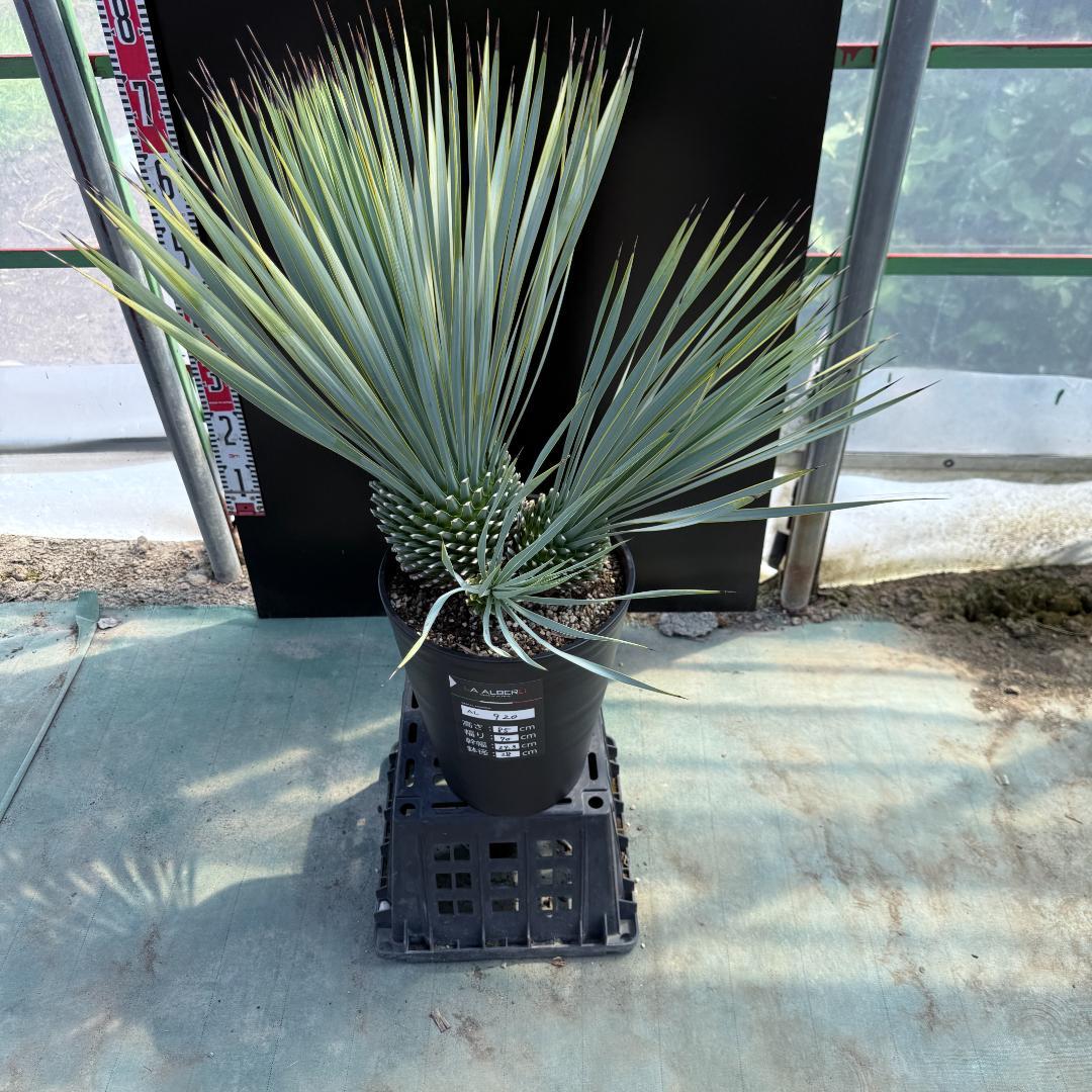 【AL920】ユッカ　ロストラータ　トリプルヘッド