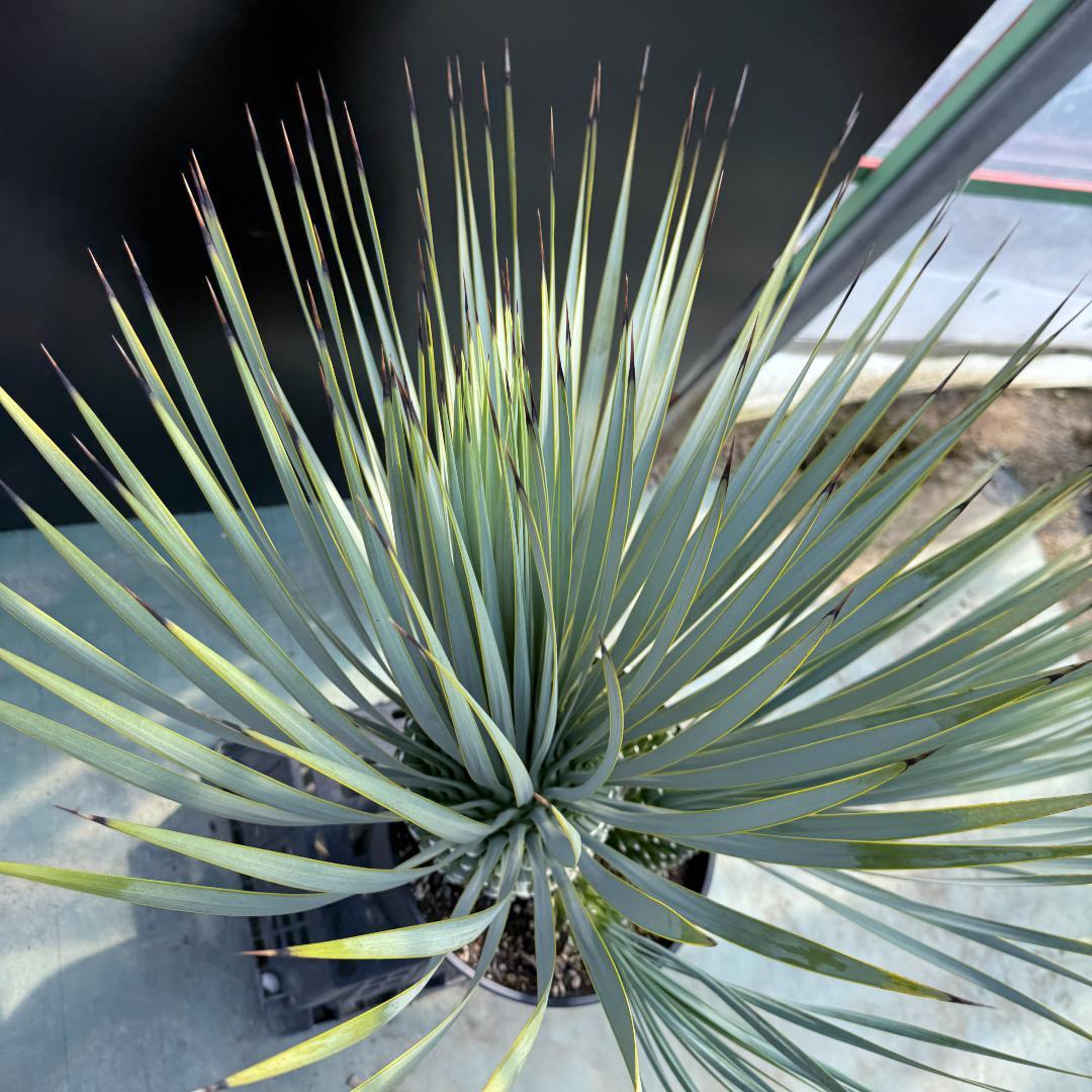 【AL920】ユッカ　ロストラータ　トリプルヘッド