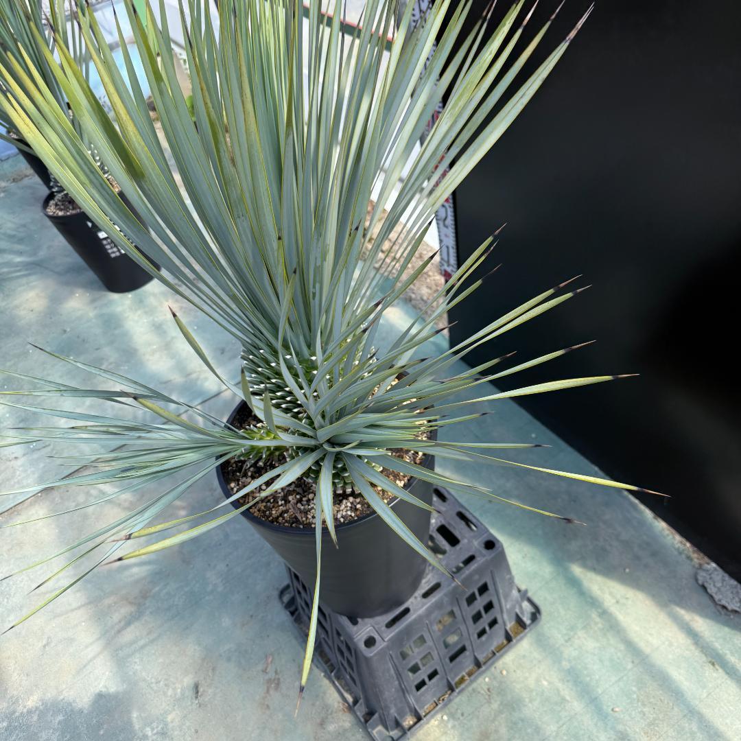 【AL920】ユッカ　ロストラータ　トリプルヘッド