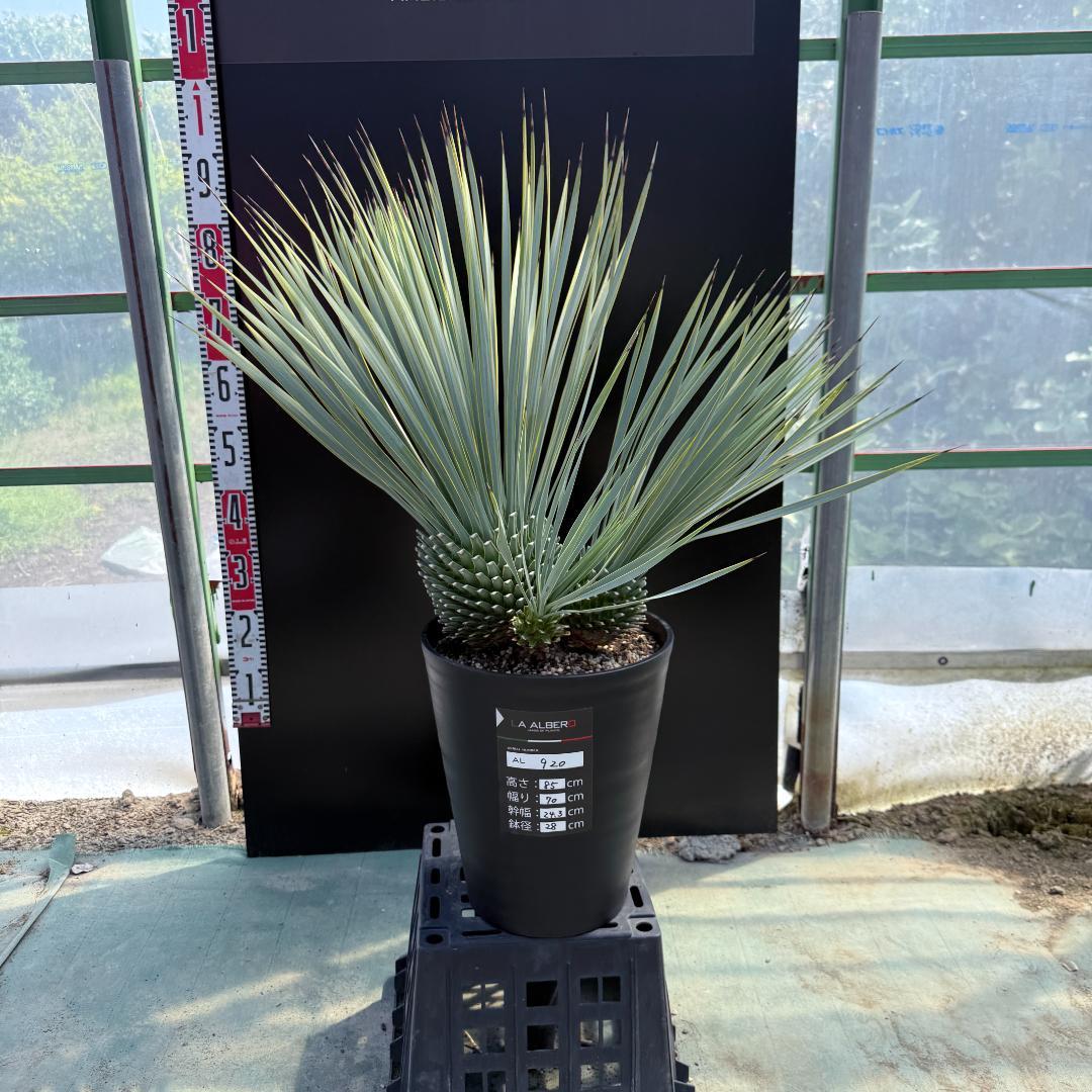 【AL920】ユッカ　ロストラータ　トリプルヘッド