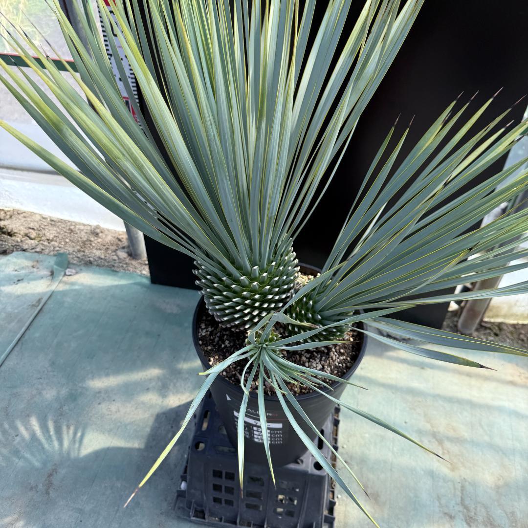 【AL920】ユッカ　ロストラータ　トリプルヘッド