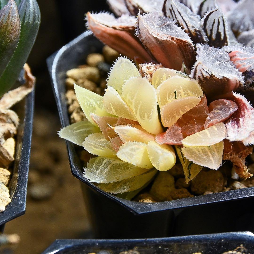 ハオルチア 新氷砂糖錦 - メルカリ