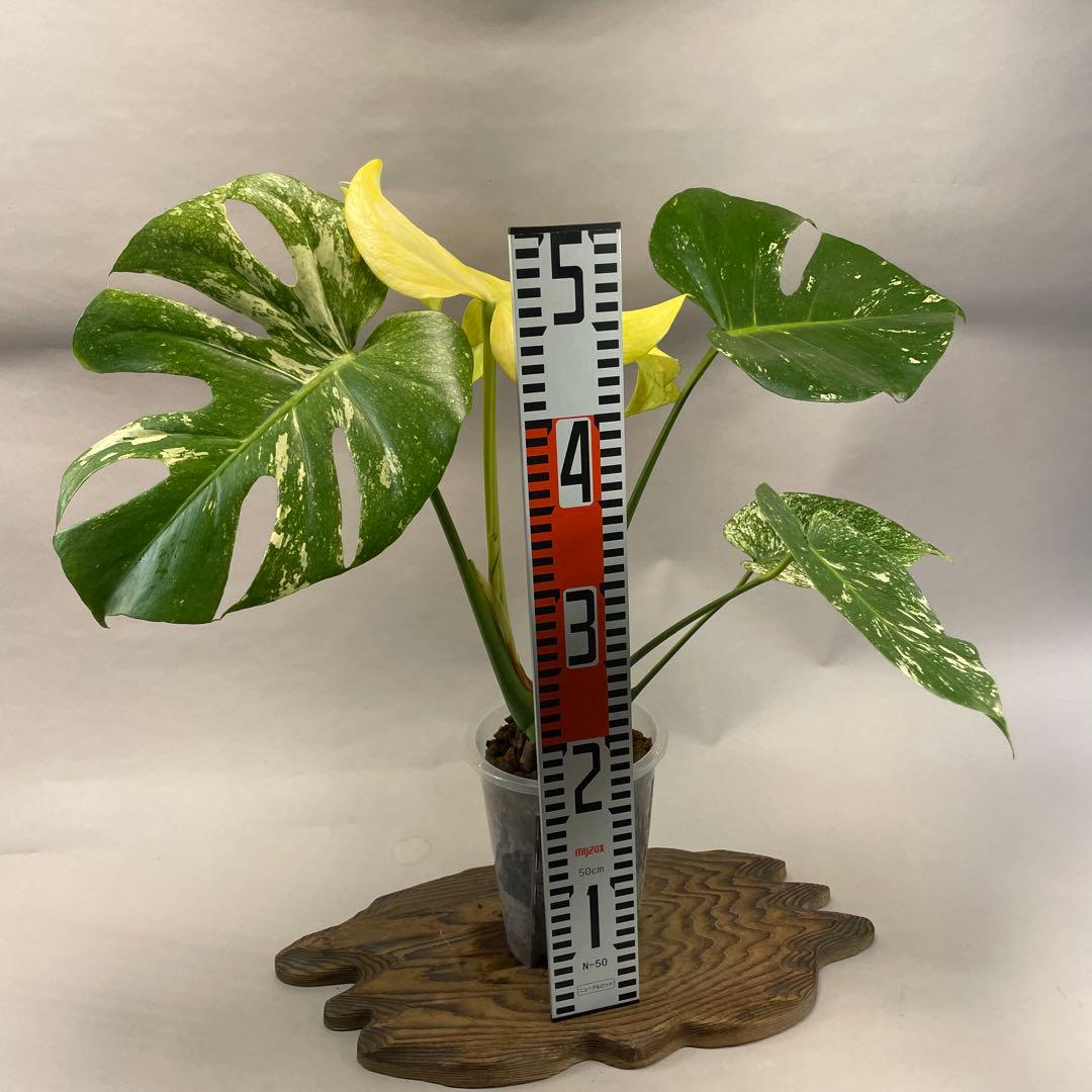 a28ホワイトモンスター 天津蘭 モンステラ斑入り - メルカリ