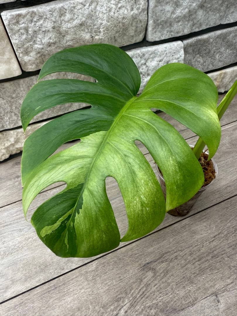 超希少なモンステラセブブルーミントA54