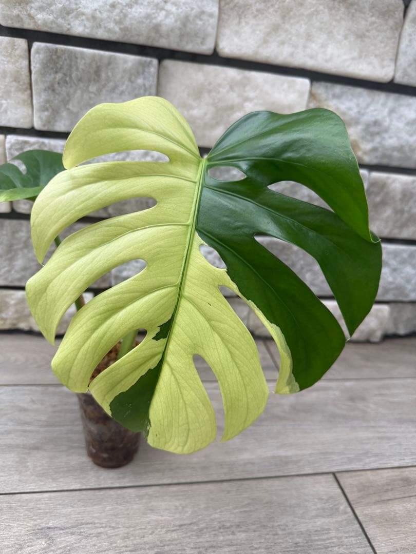 超希少なモンステラセブブルーミントA54