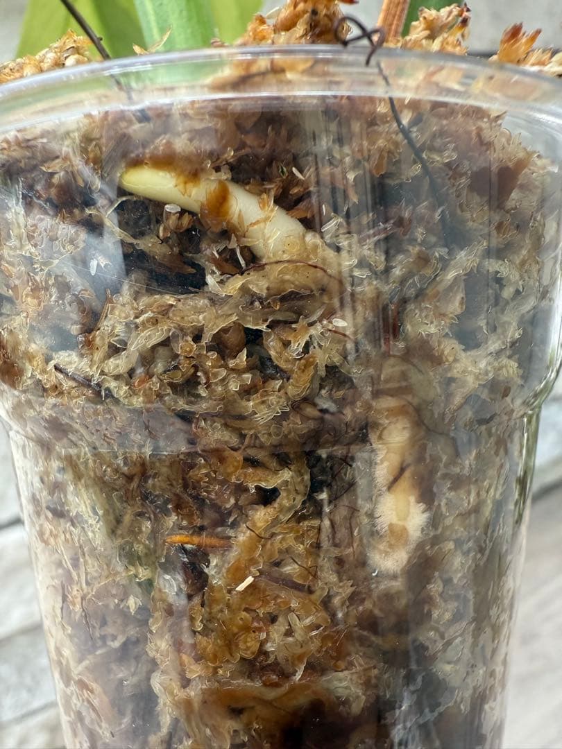 超希少なモンステラセブブルーミントA54