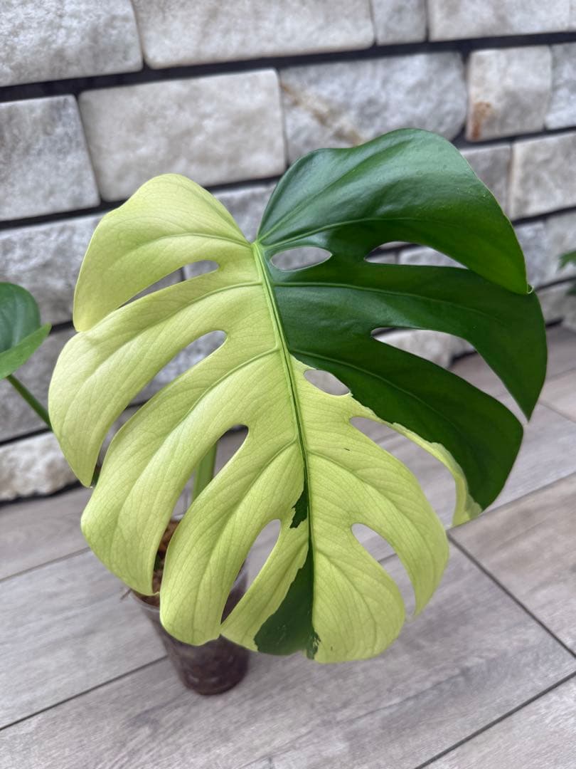 超希少なモンステラセブブルーミントA54