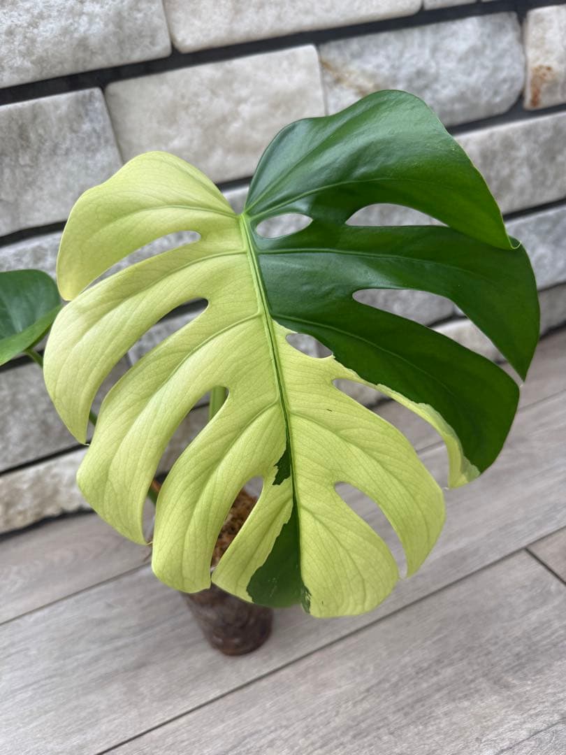 超希少なモンステラセブブルーミントA54