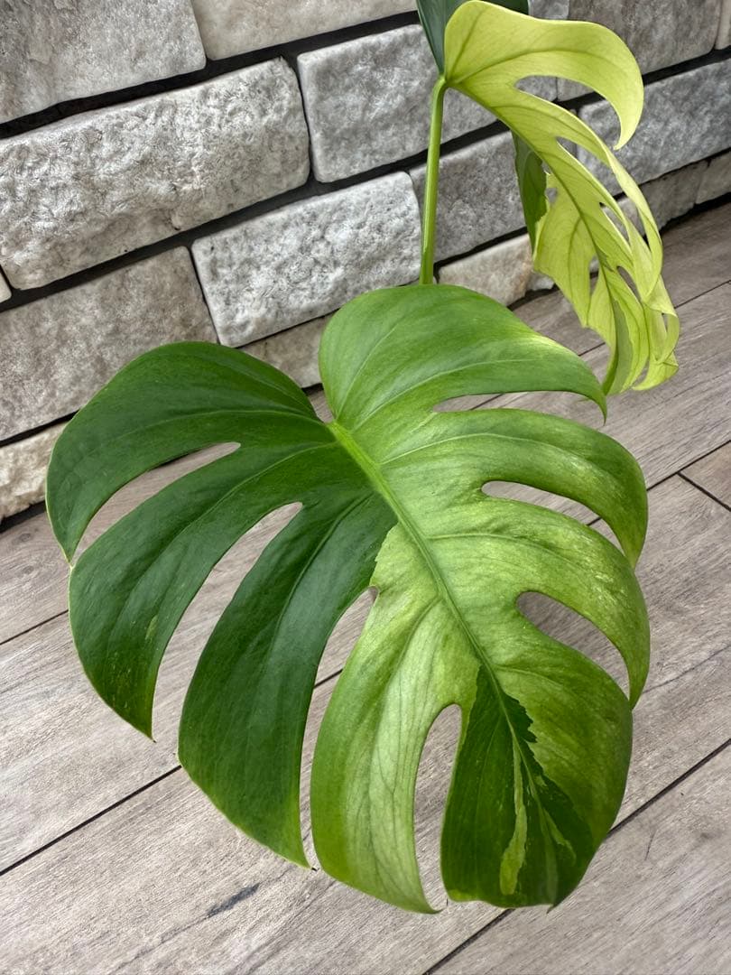 超希少なモンステラセブブルーミントA54