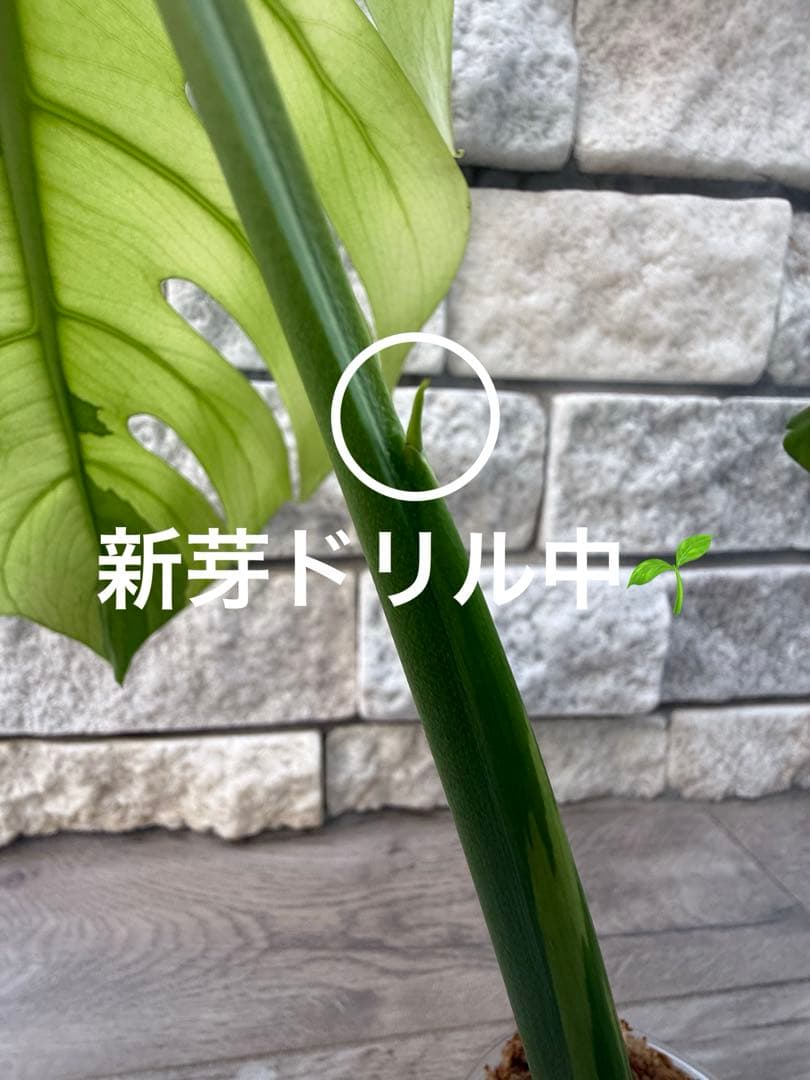 超希少なモンステラセブブルーミントA54